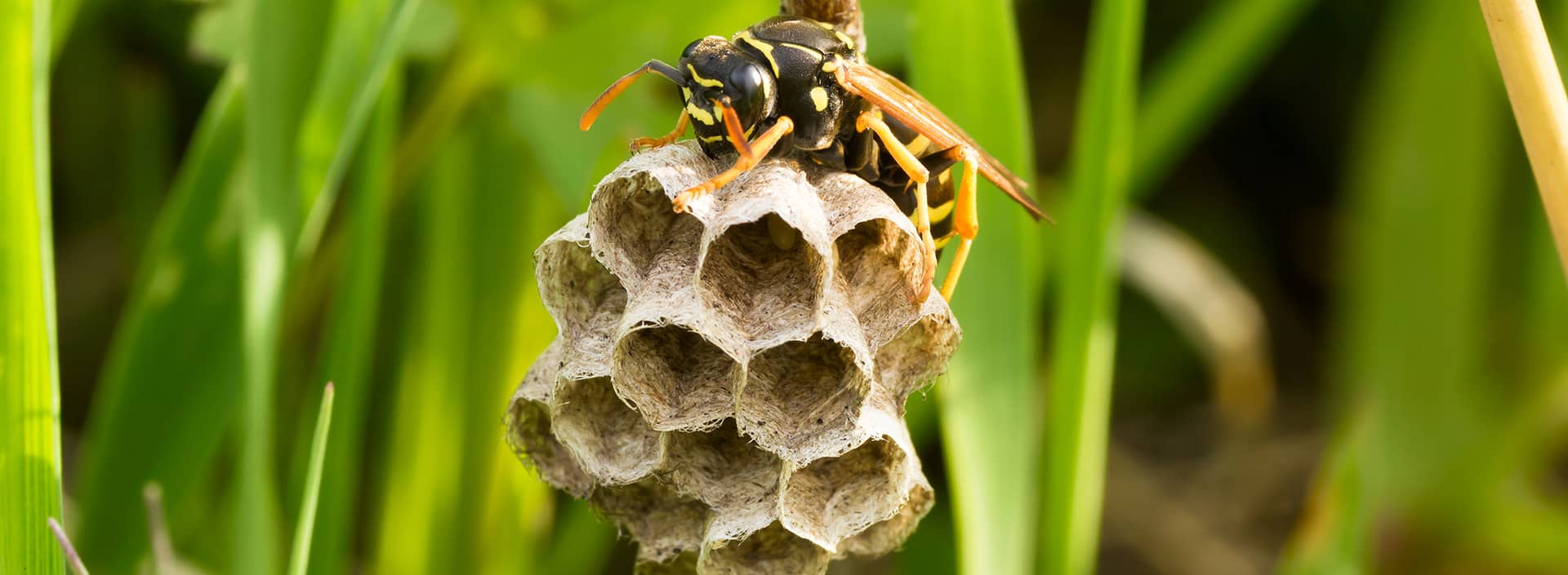 wasp exterminator