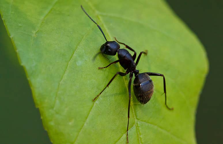 Extermination de fourmis à Ahuntsic