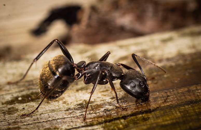 Extermination de fourmis à Montréal-Nord