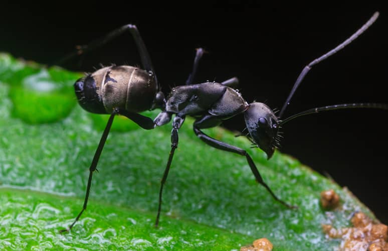 Extermination de fourmis à Bois-des-Filion