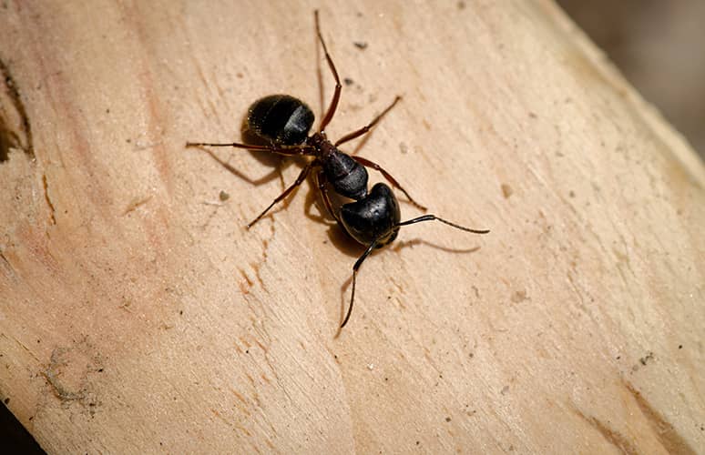 Extermination de fourmis à Deux-Montagnes
