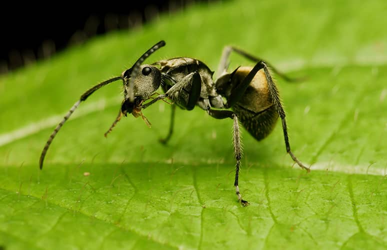 Extermination de fourmis charpentières Mirabel