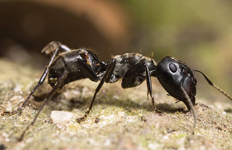 Laval black ants