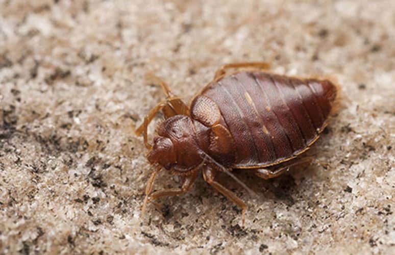 bed bug exterminator Laval