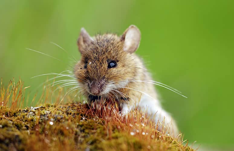 Mouse exterminator Laval